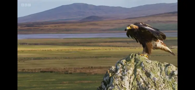 European golden eagle (Aquila chrysaetos chrysaetos) as shown in Wild Isles - Grasslands